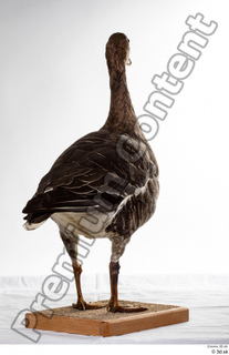 Greater white-fronted goose Anser albifrons whole body 0006.jpg